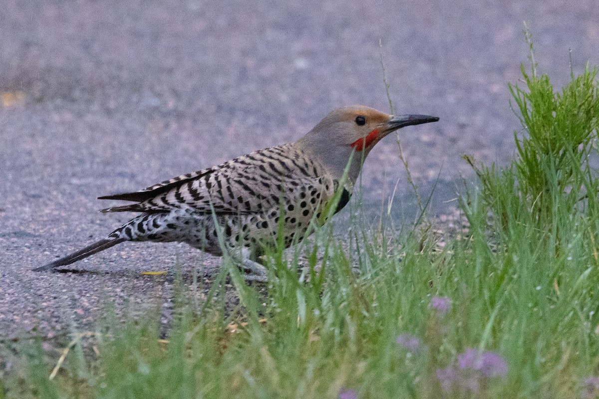 Northern Flicker - ML618905412