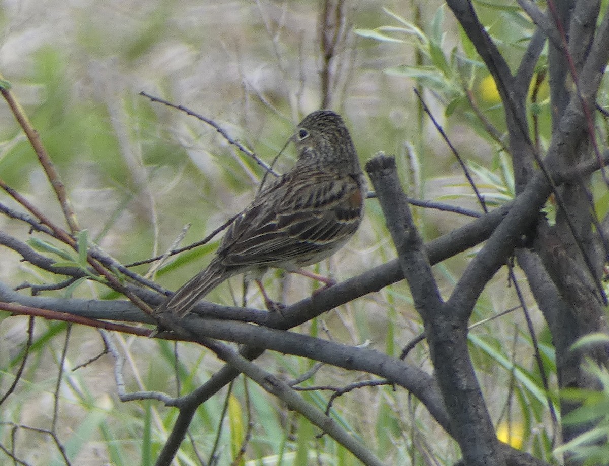 Vesper Sparrow - Paul Mackenzie