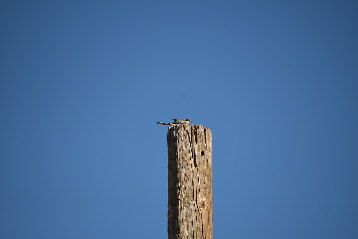 Loggerhead Shrike - Team Sidhu-White