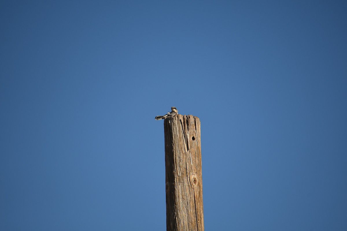 Loggerhead Shrike - Team Sidhu-White