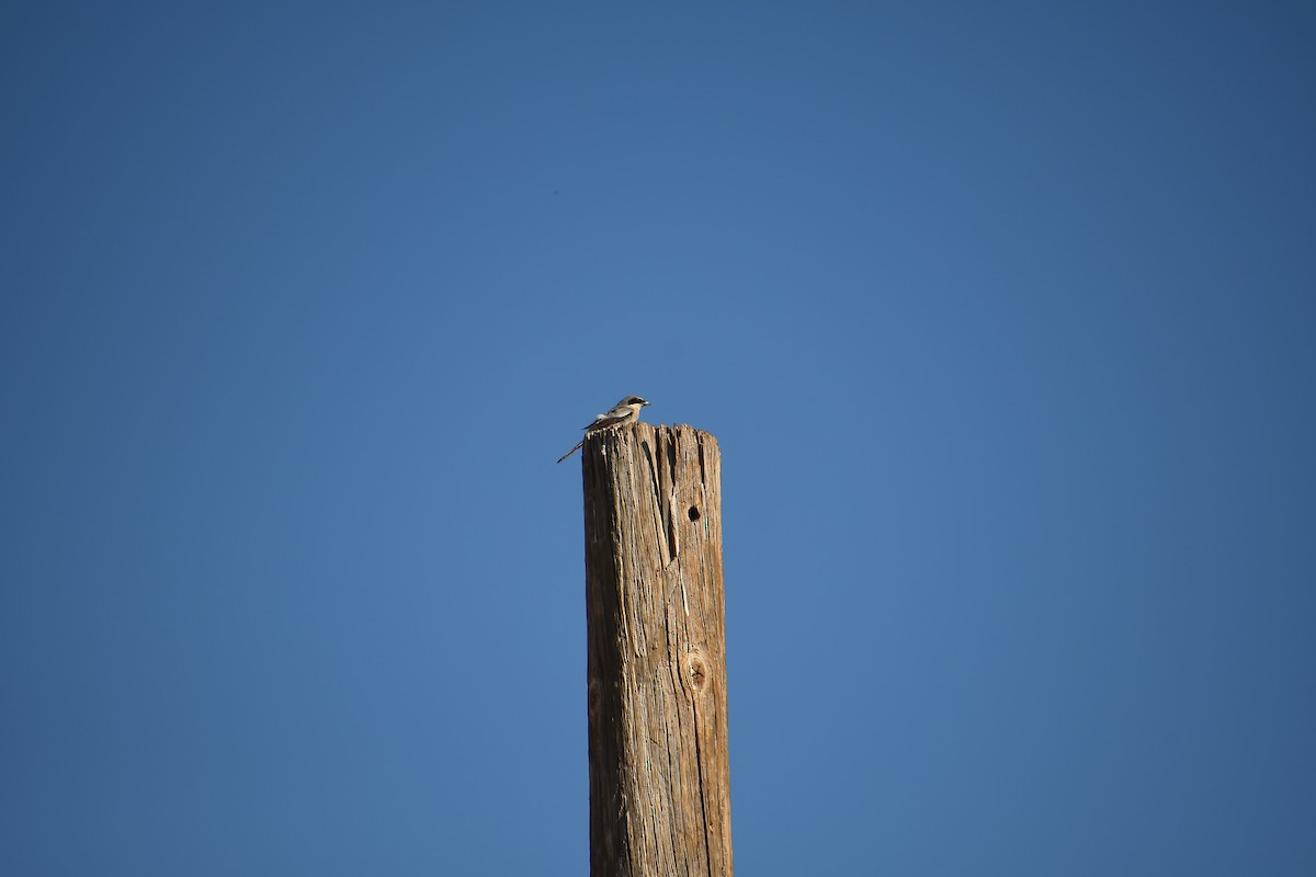 Loggerhead Shrike - Team Sidhu-White