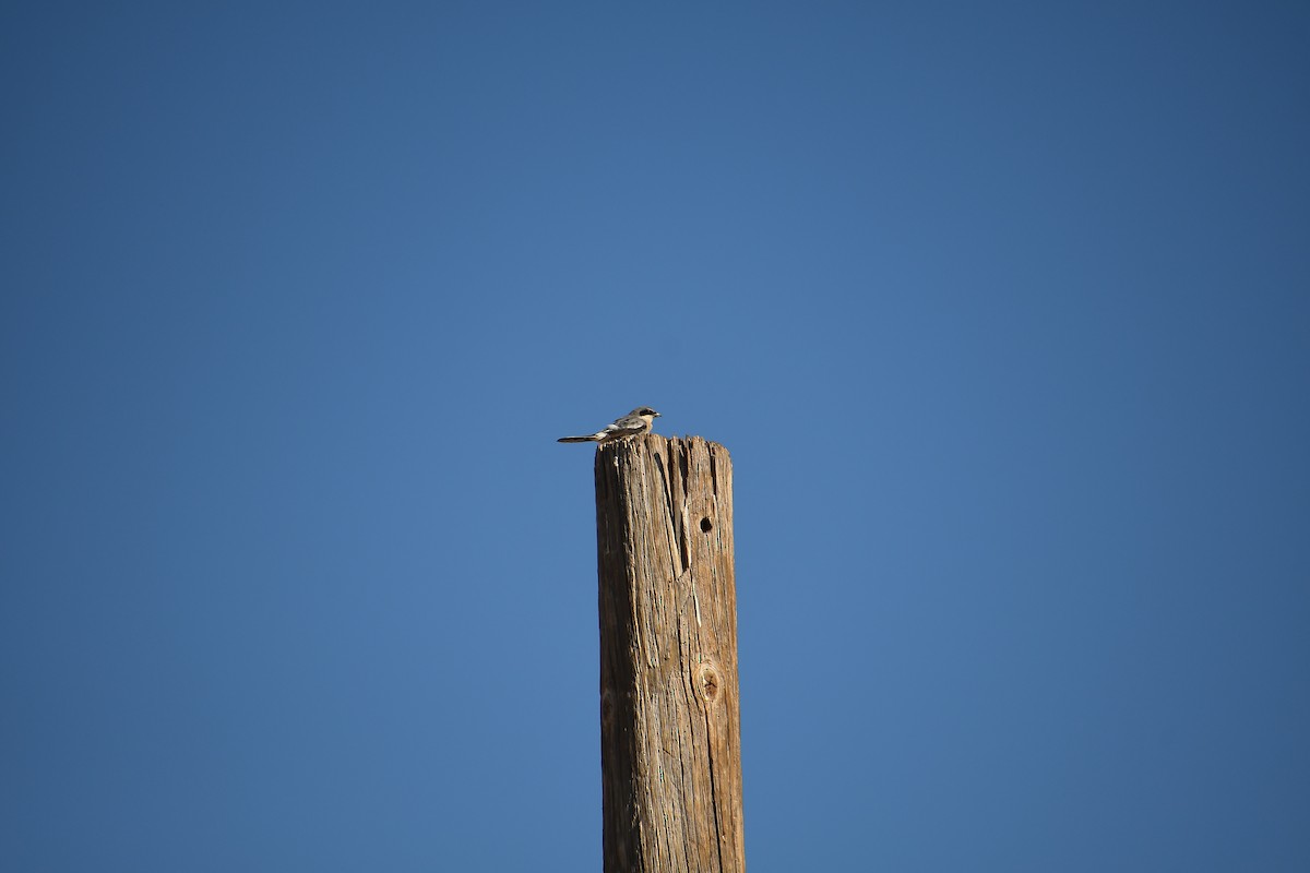 Loggerhead Shrike - Team Sidhu-White