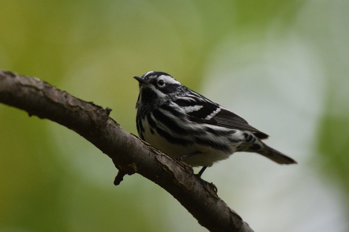 Black-and-white Warbler - ML618905455