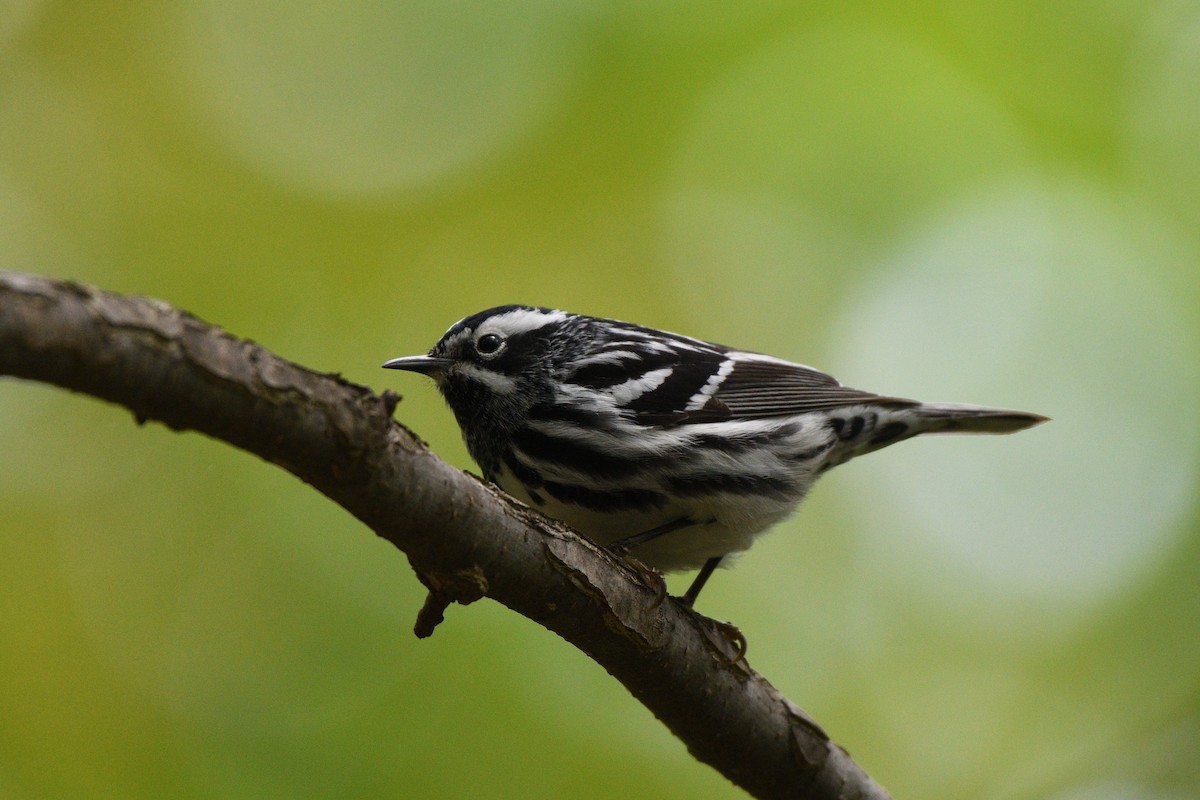 Black-and-white Warbler - ML618905457