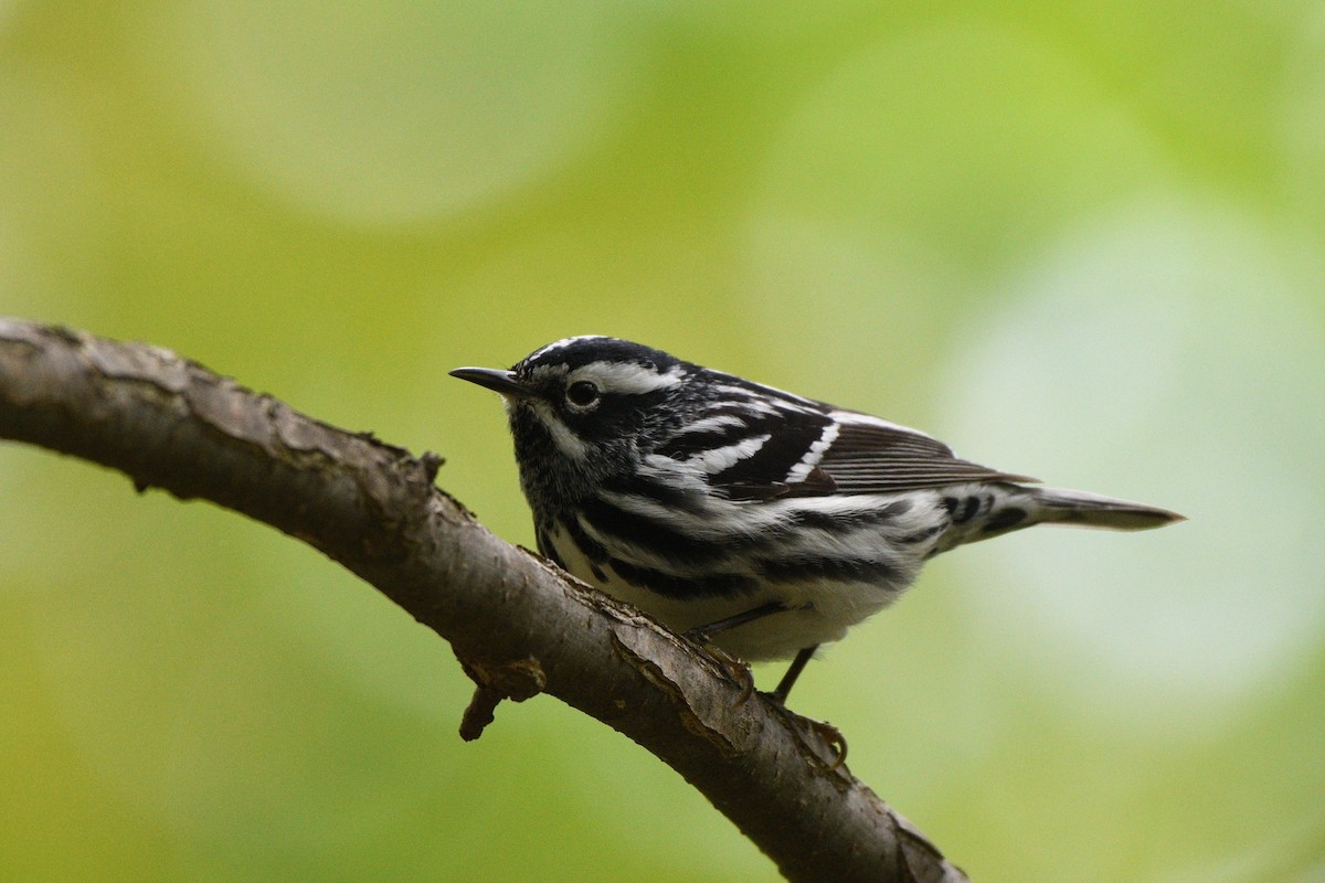 Black-and-white Warbler - ML618905459