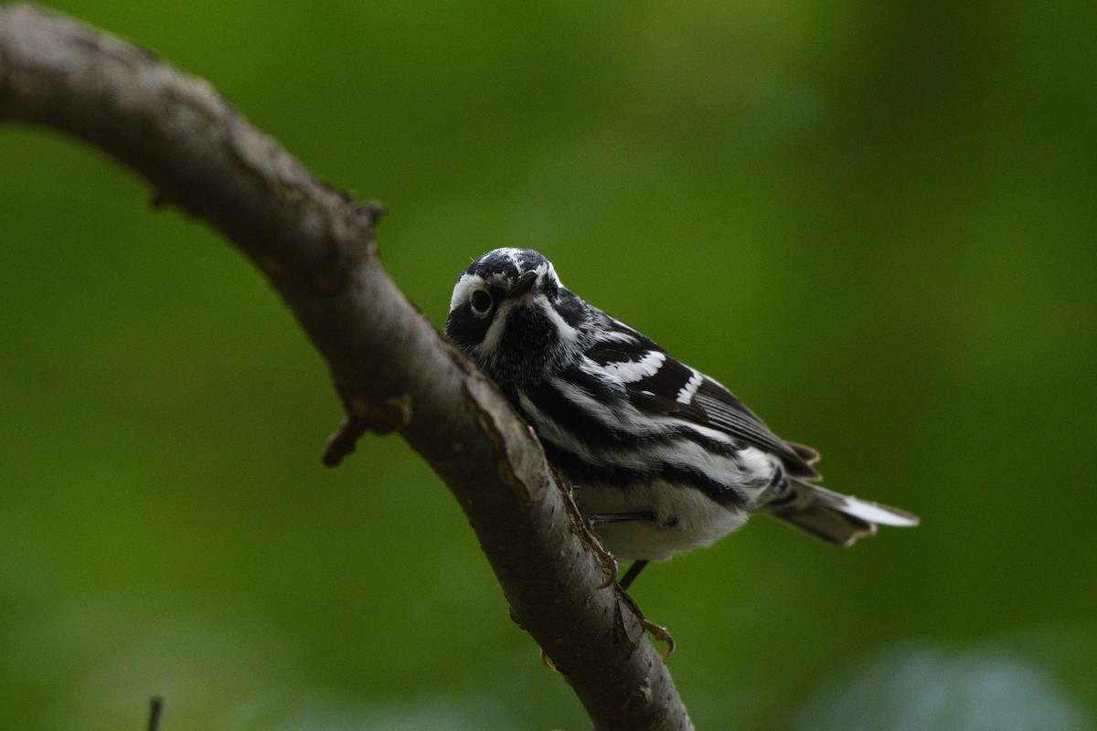 Black-and-white Warbler - ML618905460