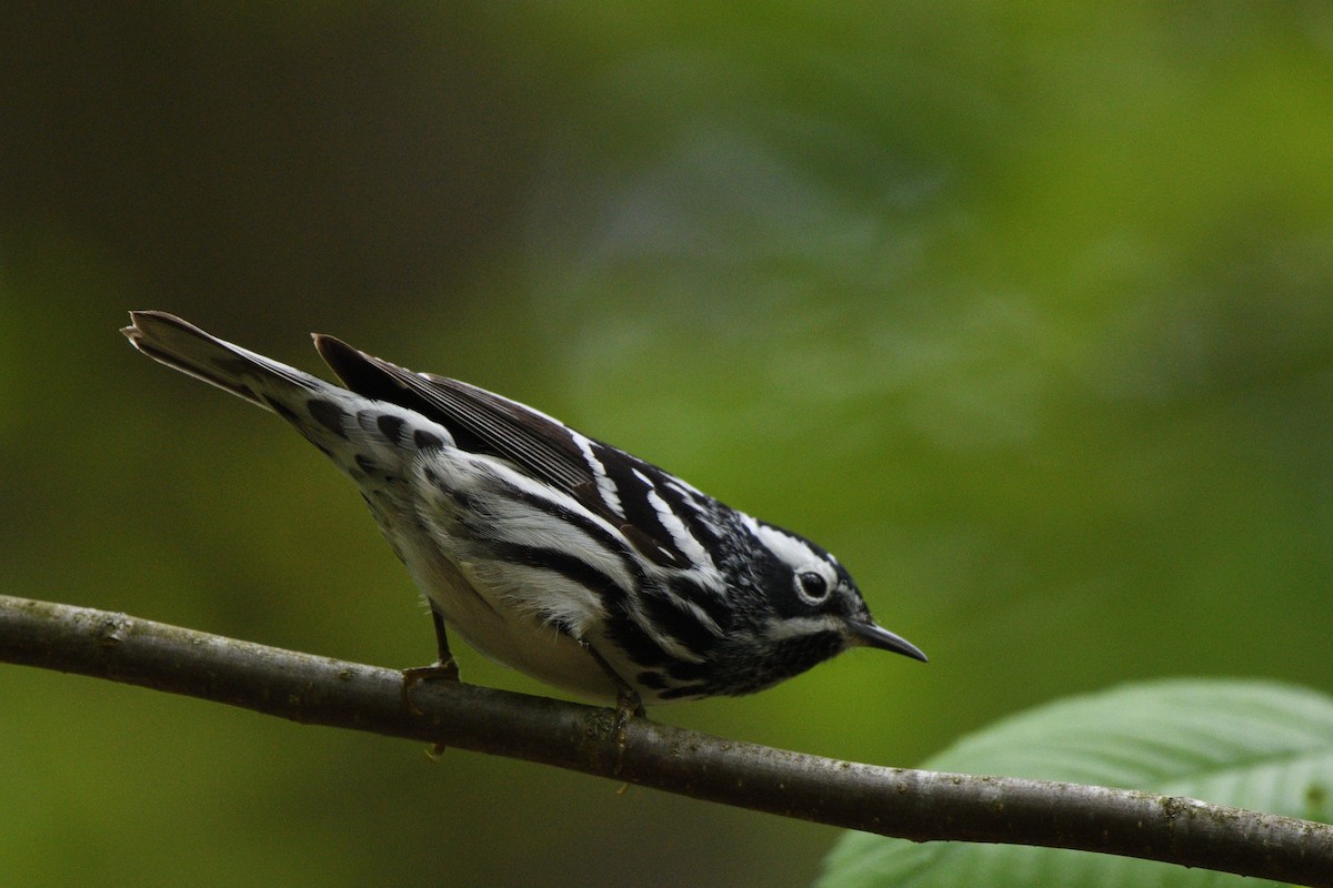 Black-and-white Warbler - ML618905463