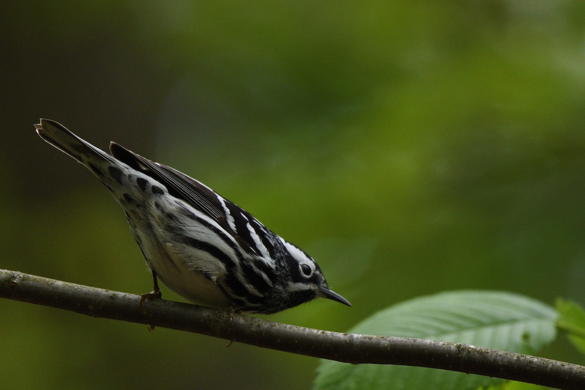 Black-and-white Warbler - ML618905465
