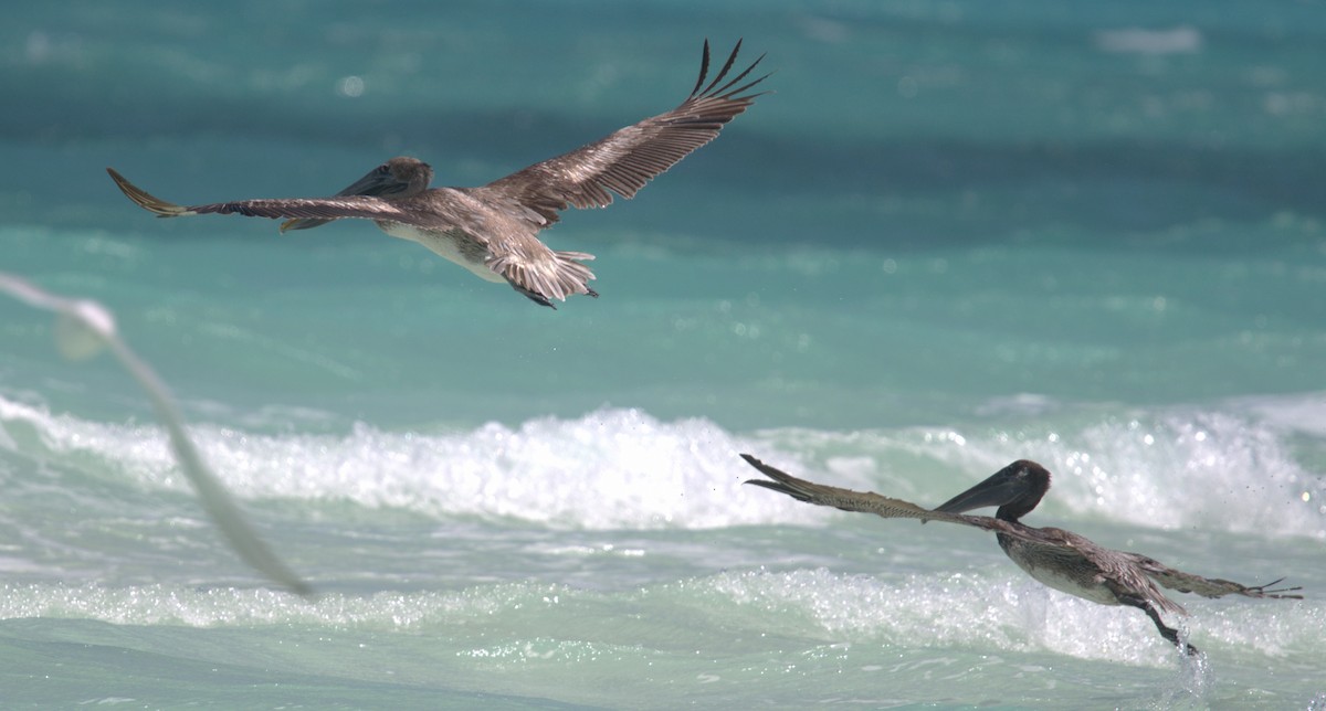 Brown Pelican - Giuseppe Speranza