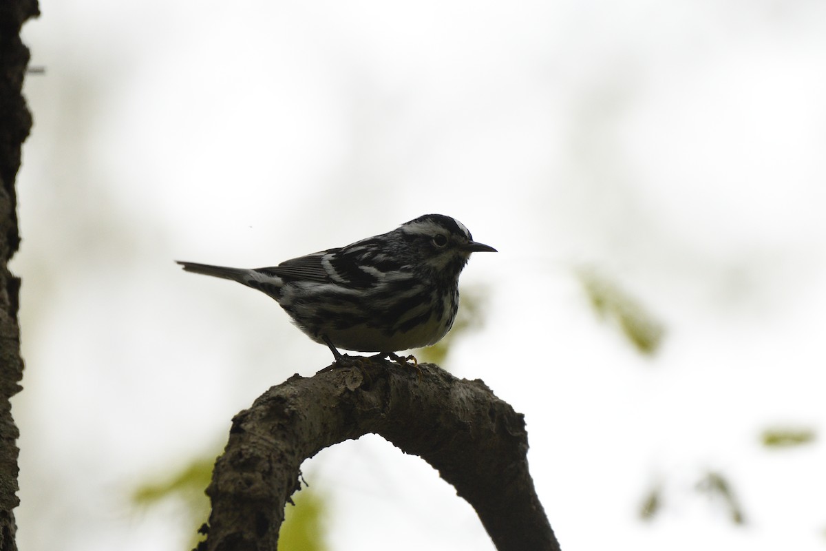 Black-and-white Warbler - ML618905478
