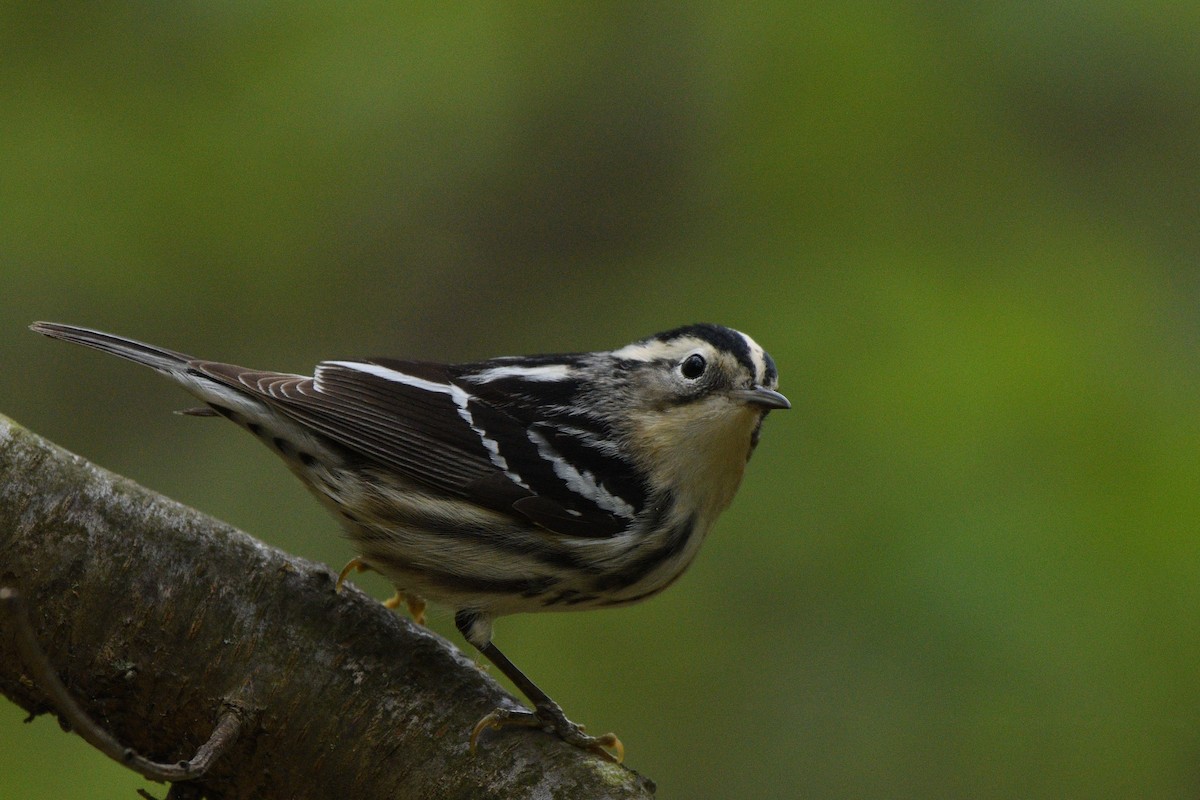 Black-and-white Warbler - ML618905479