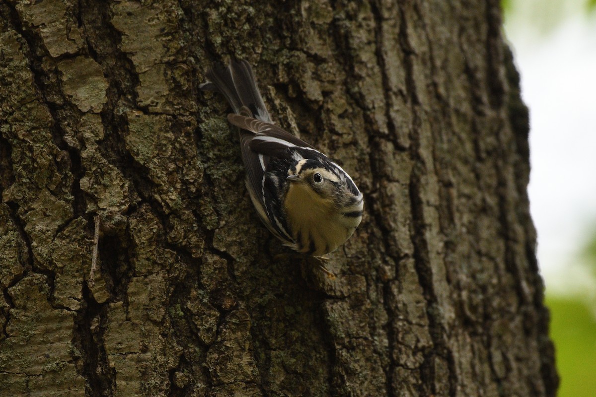 Black-and-white Warbler - ML618905482