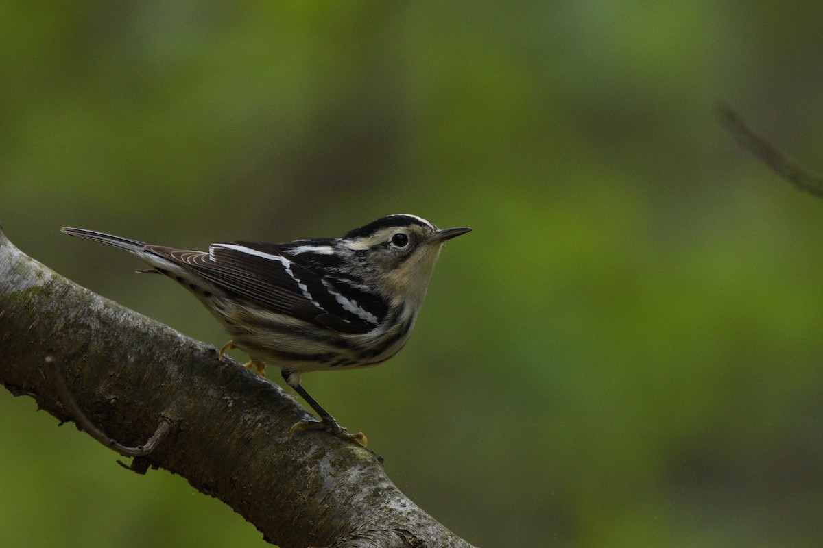 Black-and-white Warbler - ML618905483