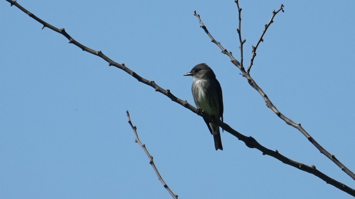 Olive-sided Flycatcher - ML618905503