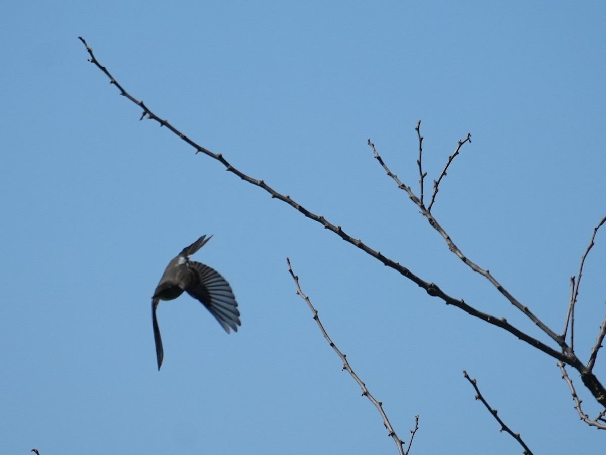 Olive-sided Flycatcher - ML618905504