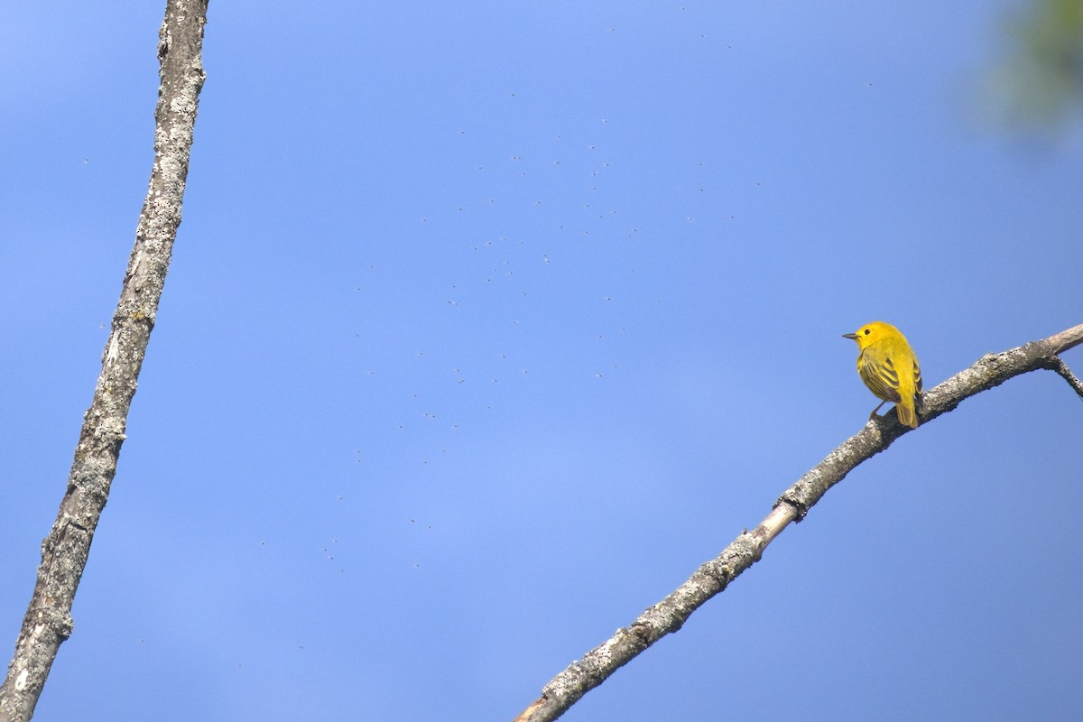 Yellow Warbler - Nilupuli H