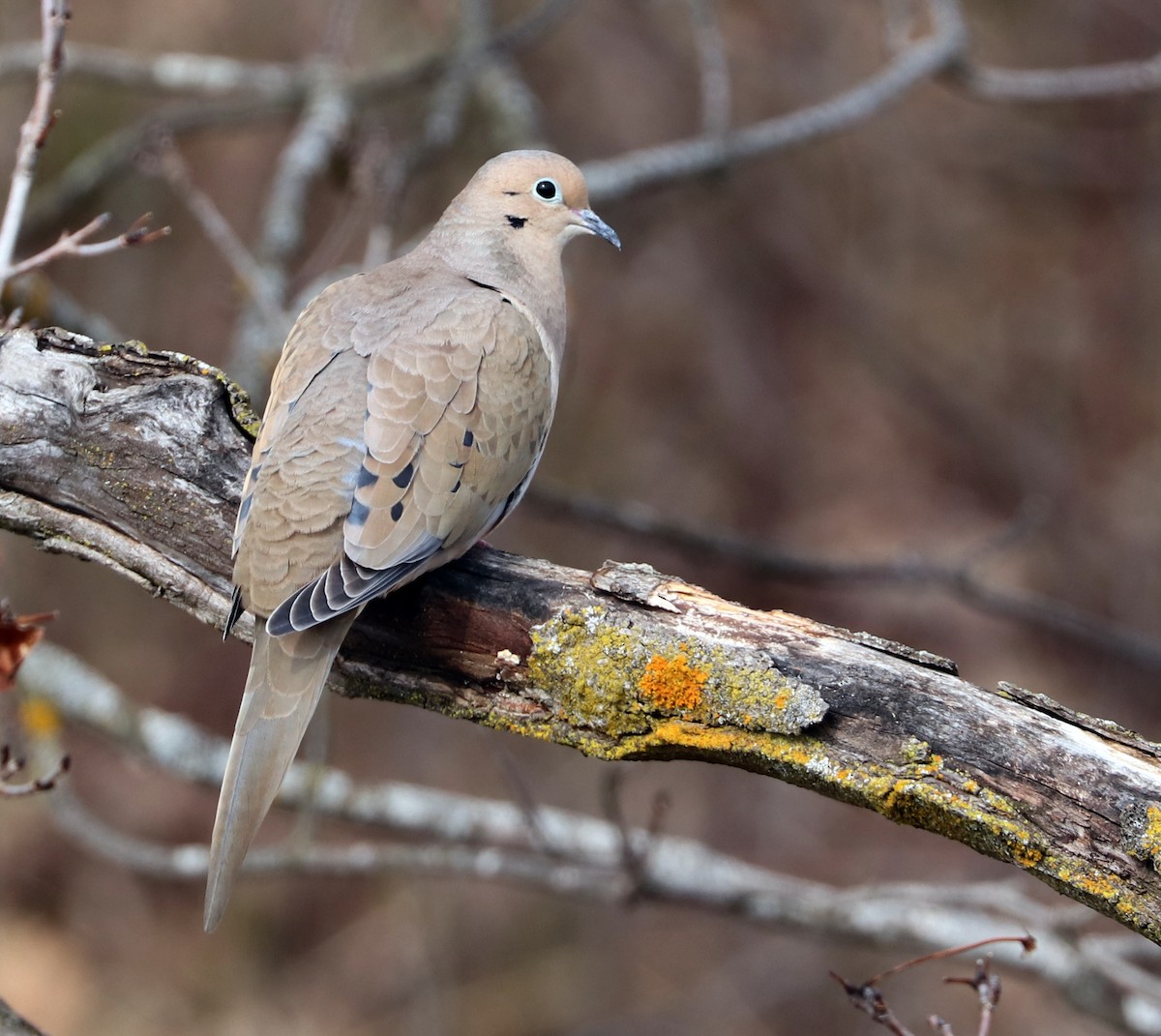 Mourning Dove - ML618905528