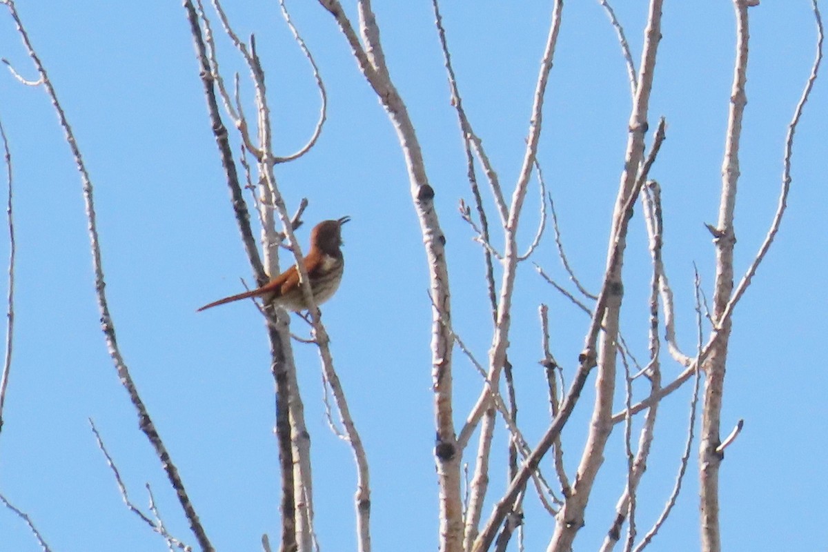 Brown Thrasher - Del Nelson