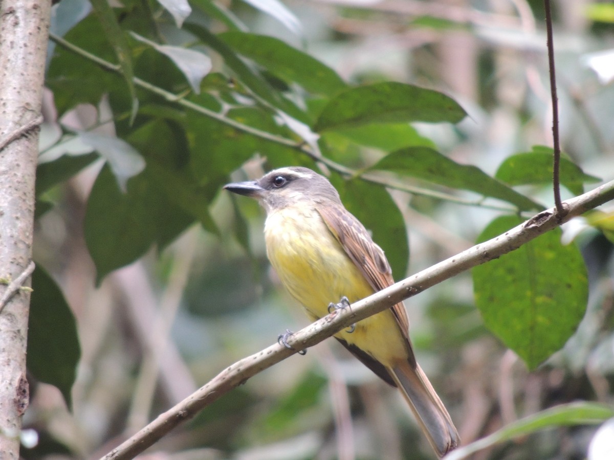 Golden-bellied Flycatcher - Carolina Dávila