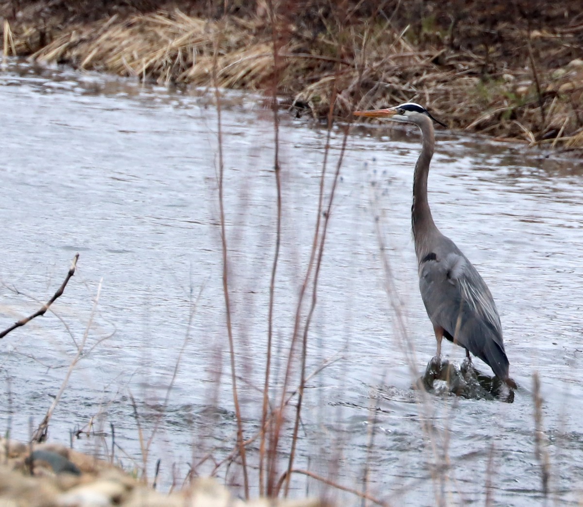 Great Blue Heron - Dmitrii Travin