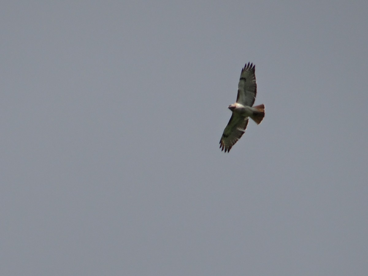 Red-tailed Hawk - Andrew Raamot and Christy Rentmeester