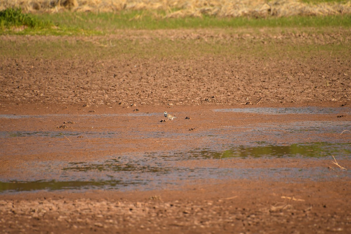 Killdeer - ML618905569