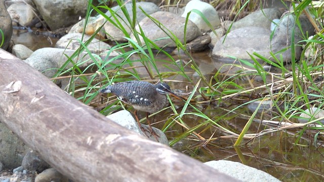 Sunbittern - ML618905575