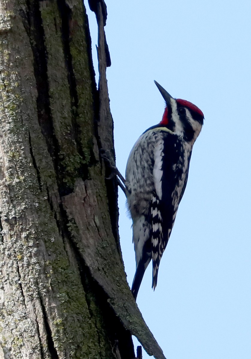 Yellow-bellied Sapsucker - ML618905589