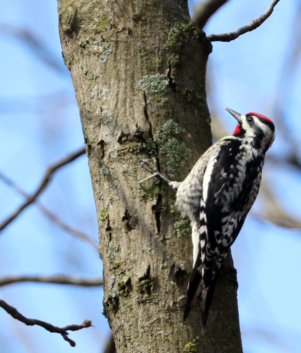 Yellow-bellied Sapsucker - ML618905591