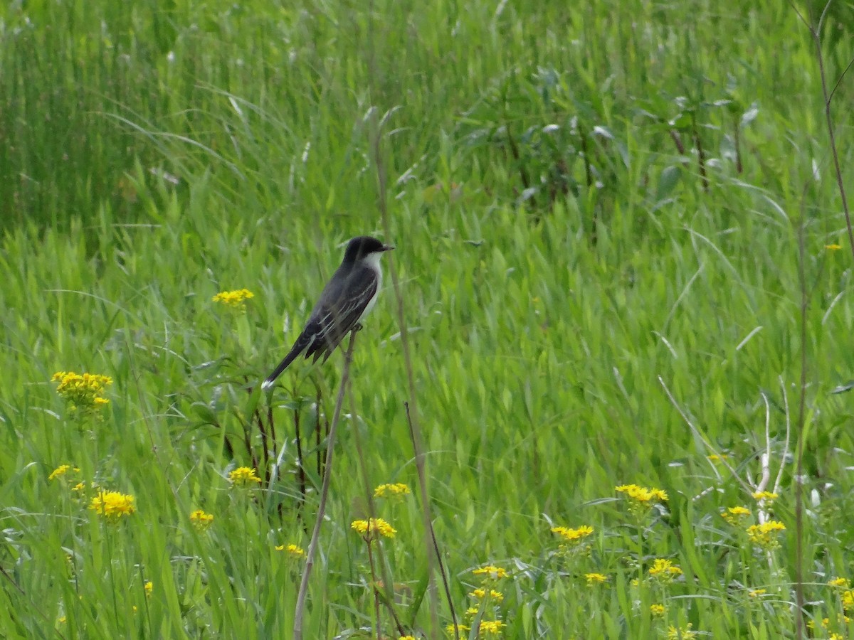 Eastern Kingbird - Andrew Raamot and Christy Rentmeester