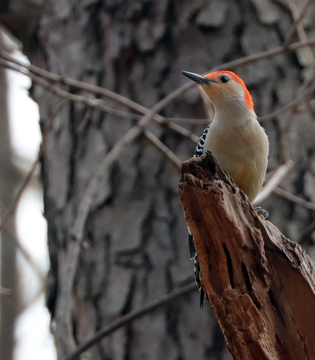 Red-bellied Woodpecker - ML618905599