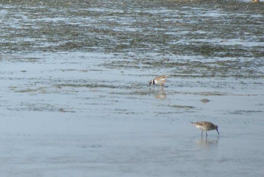 Curlew Sandpiper - 🦜 Daniel Correia 🦜