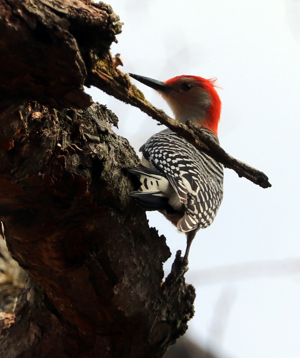 Red-bellied Woodpecker - ML618905602