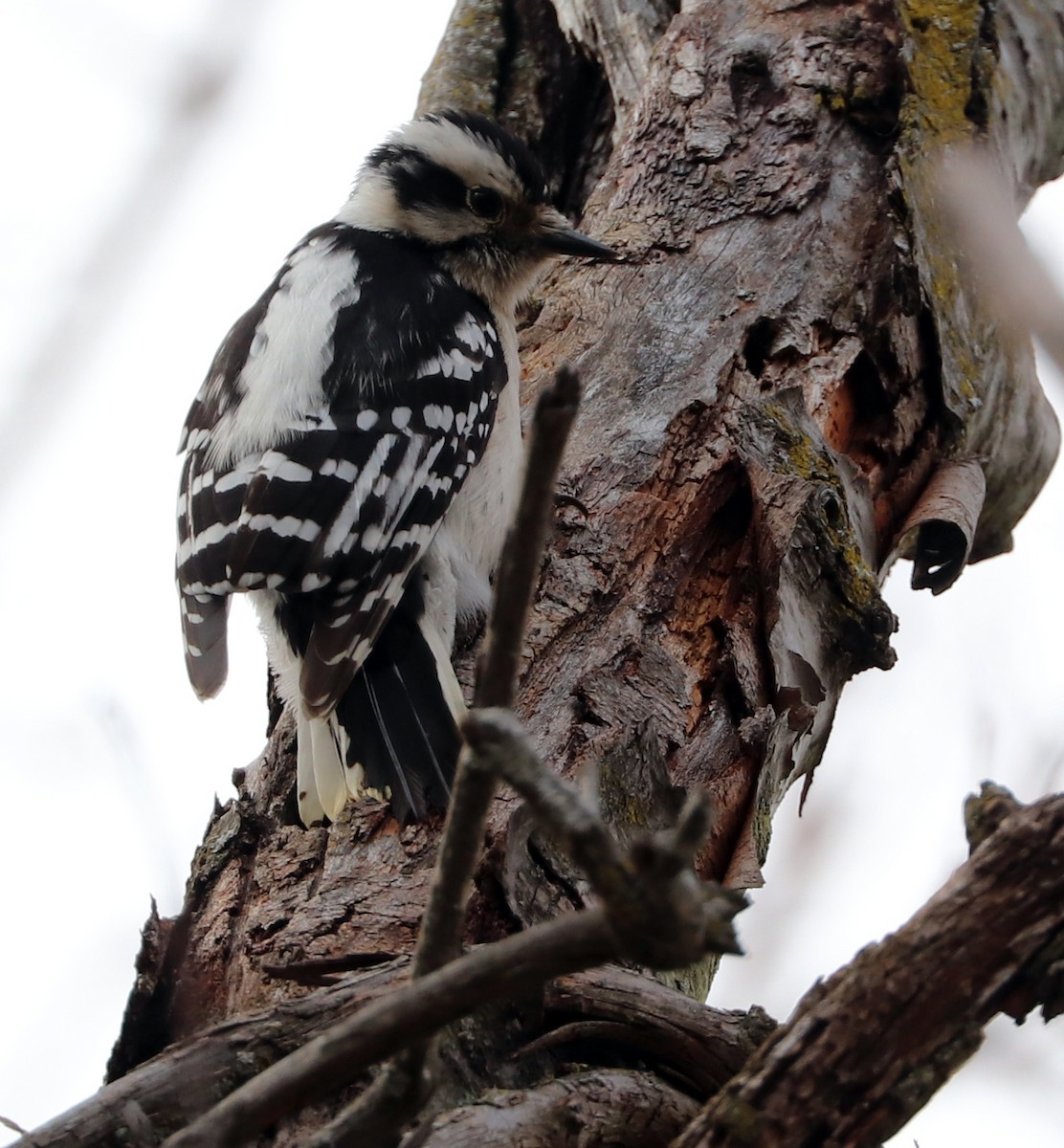 Downy Woodpecker - Dmitrii Travin