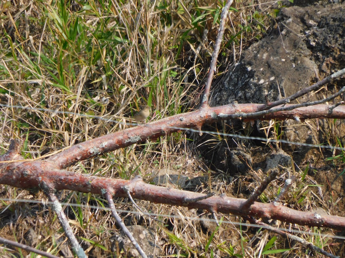 Grasshopper Sparrow - ML618905610