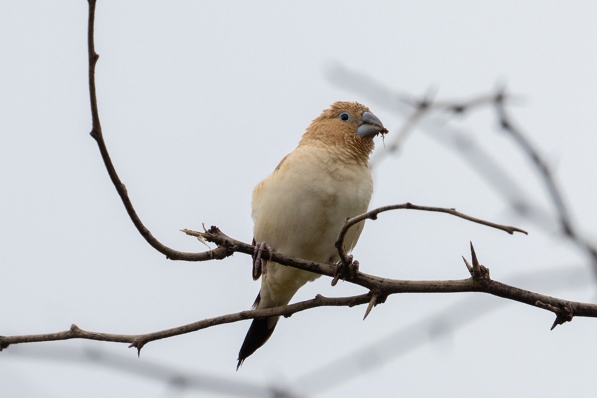 African Silverbill - ML618905622