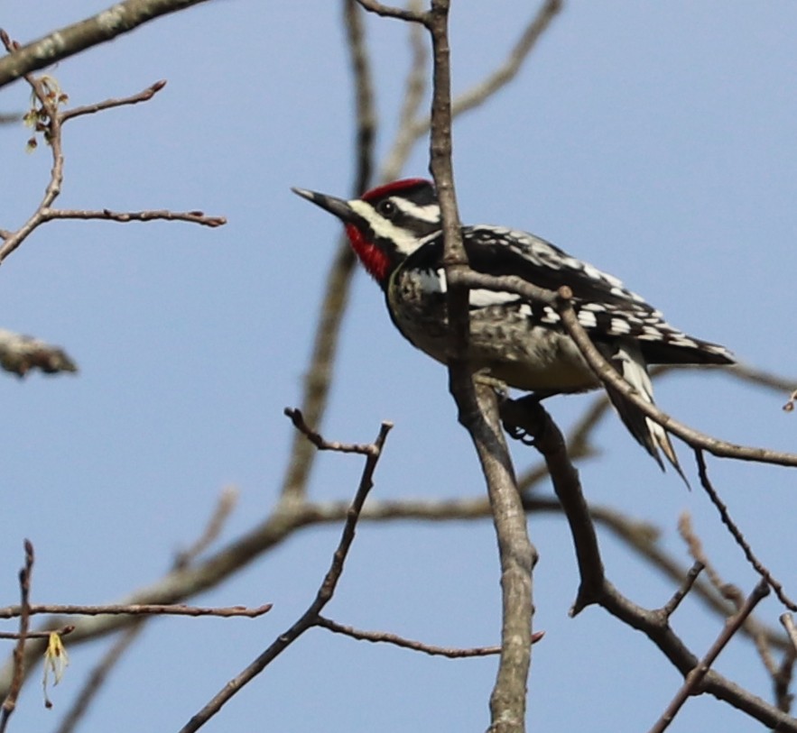 Yellow-bellied Sapsucker - ML618905628