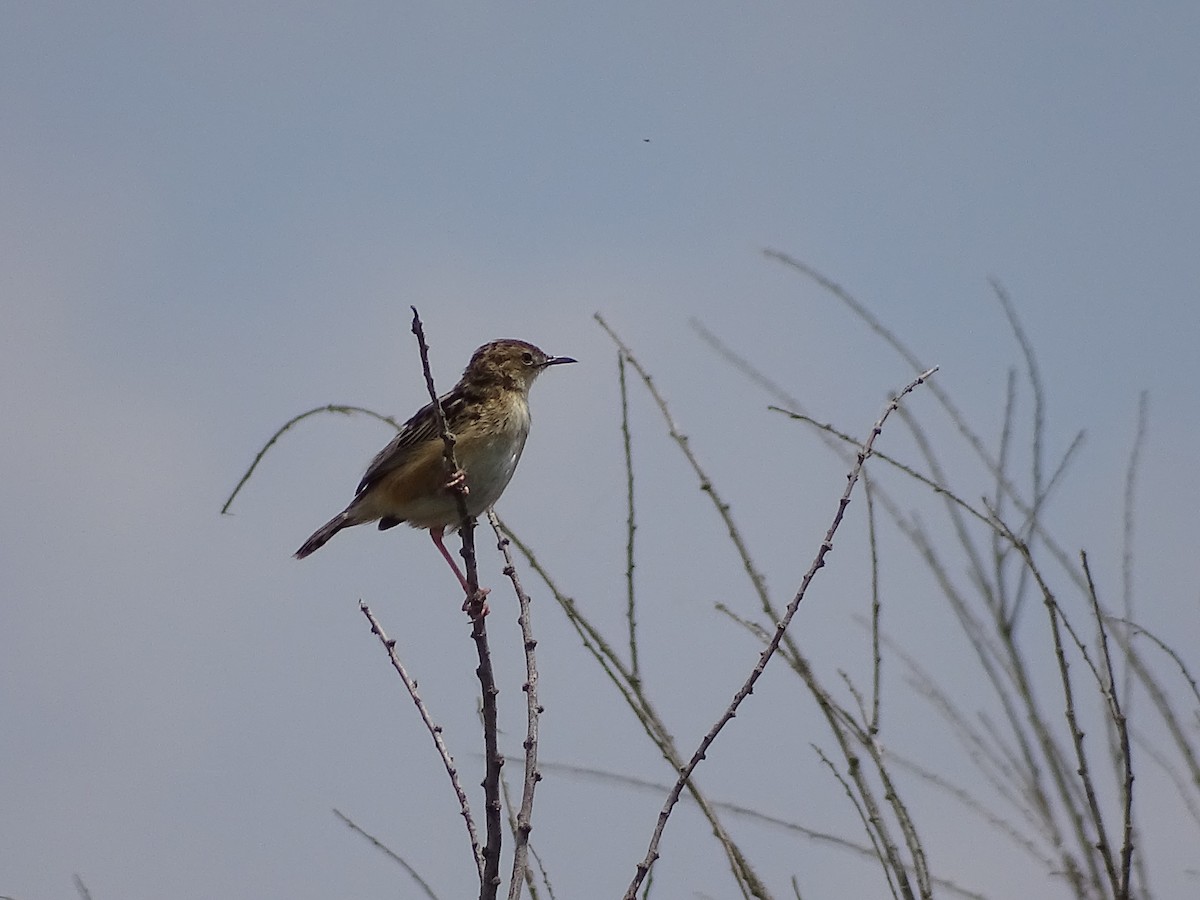 Zitting Cisticola - Juan Morales Martin