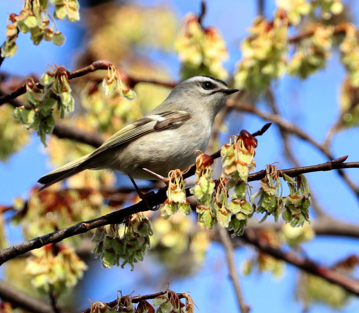 Golden-crowned Kinglet - Dmitrii Travin