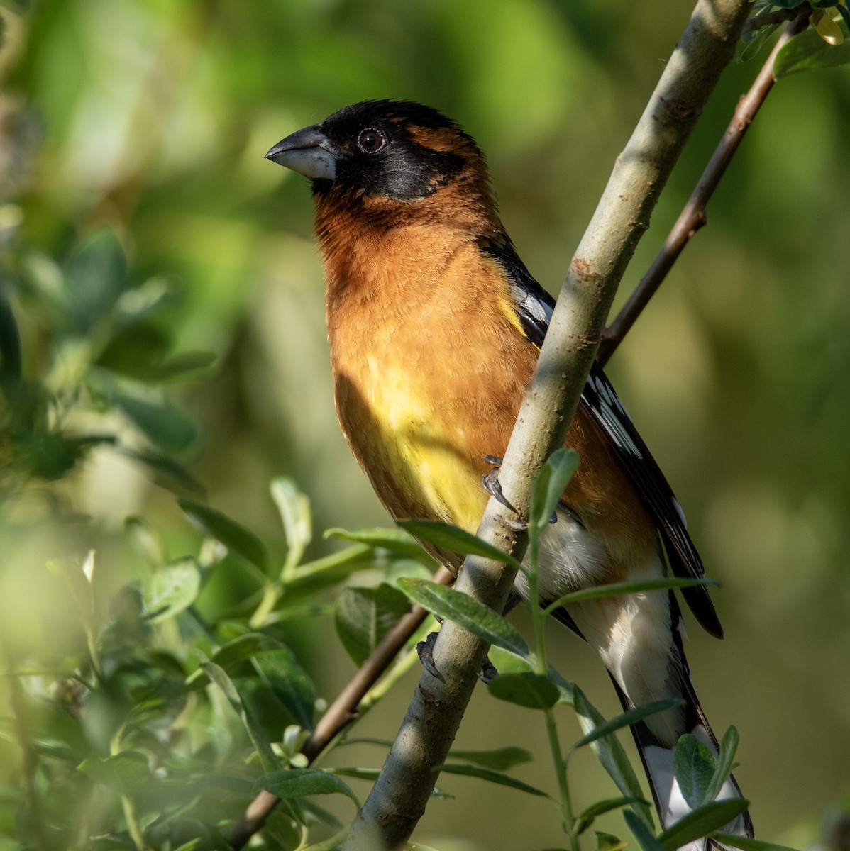 Black-headed Grosbeak - ML618905667