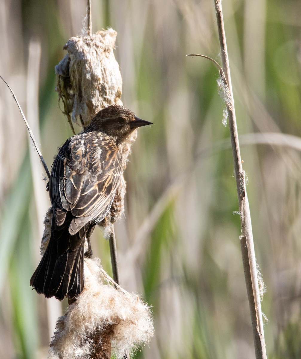 Red-winged Blackbird - Julie Bowen