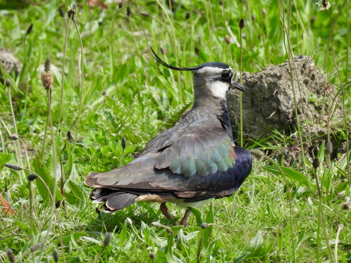 Northern Lapwing - Vaughan Lister