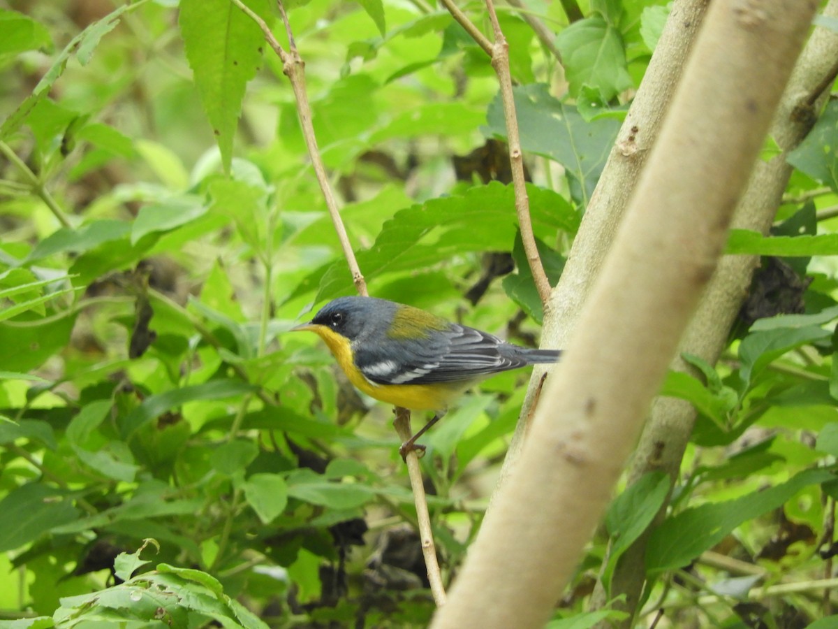 Tropical Parula - ML618905686