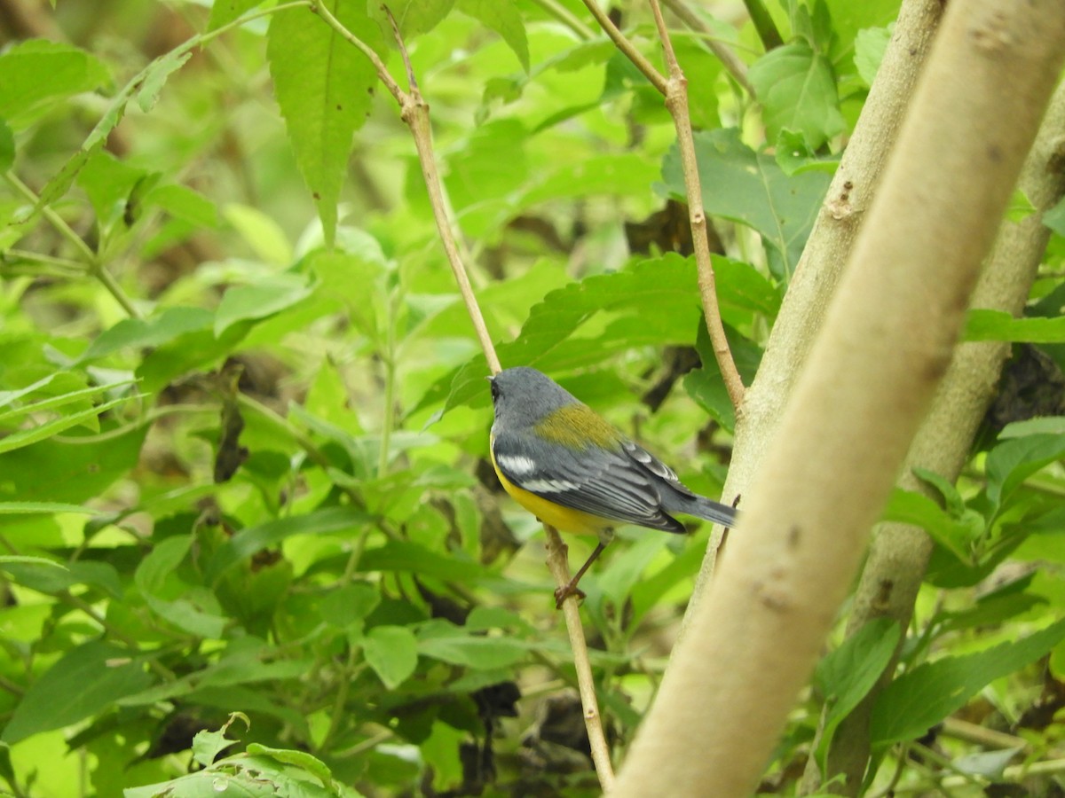 Tropical Parula - ML618905687