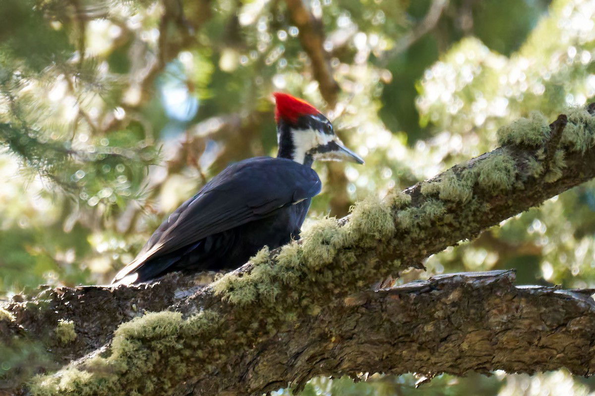 Pileated Woodpecker - Ian van Coller