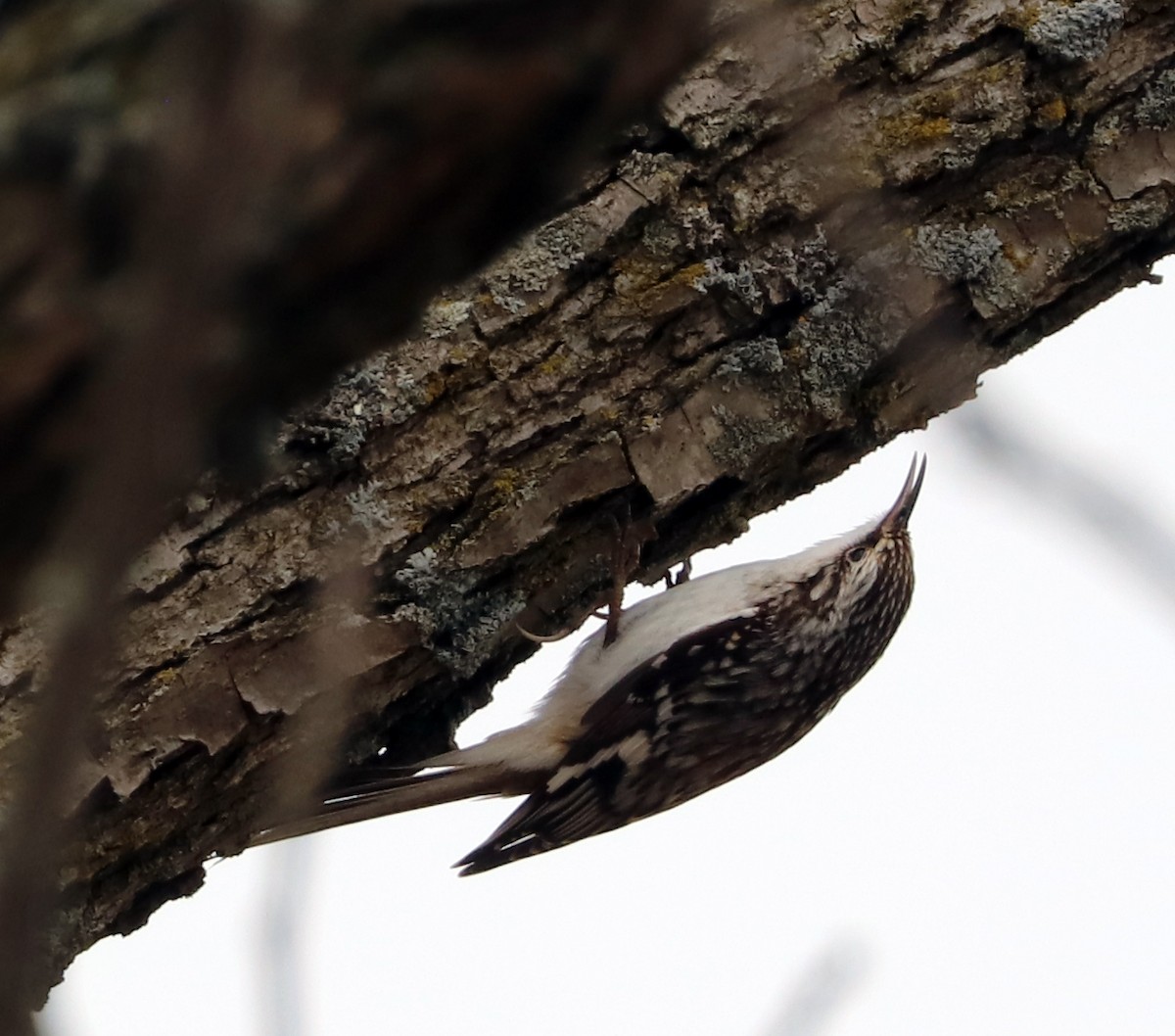 Brown Creeper - ML618905692