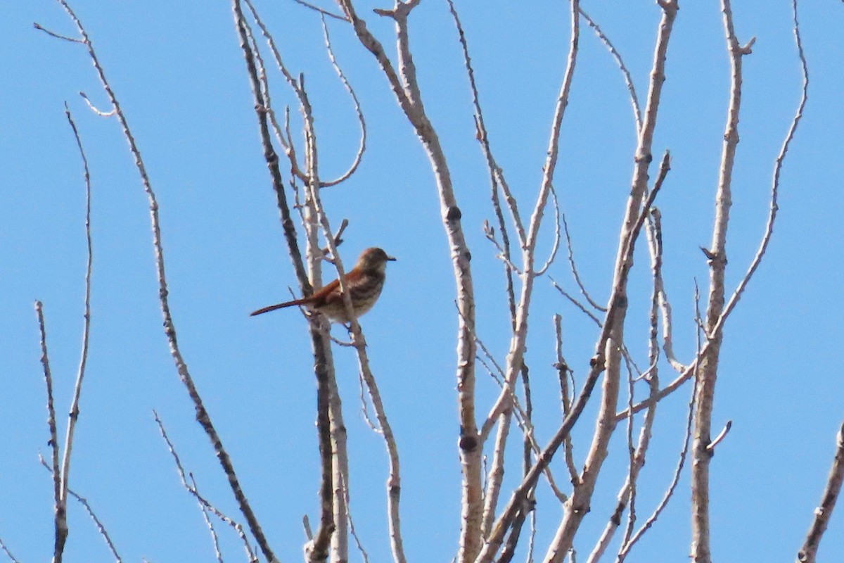 Brown Thrasher - Del Nelson