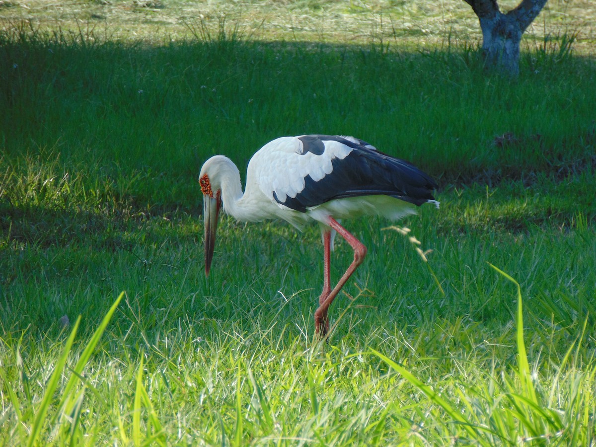 Maguari Stork - ML618905722