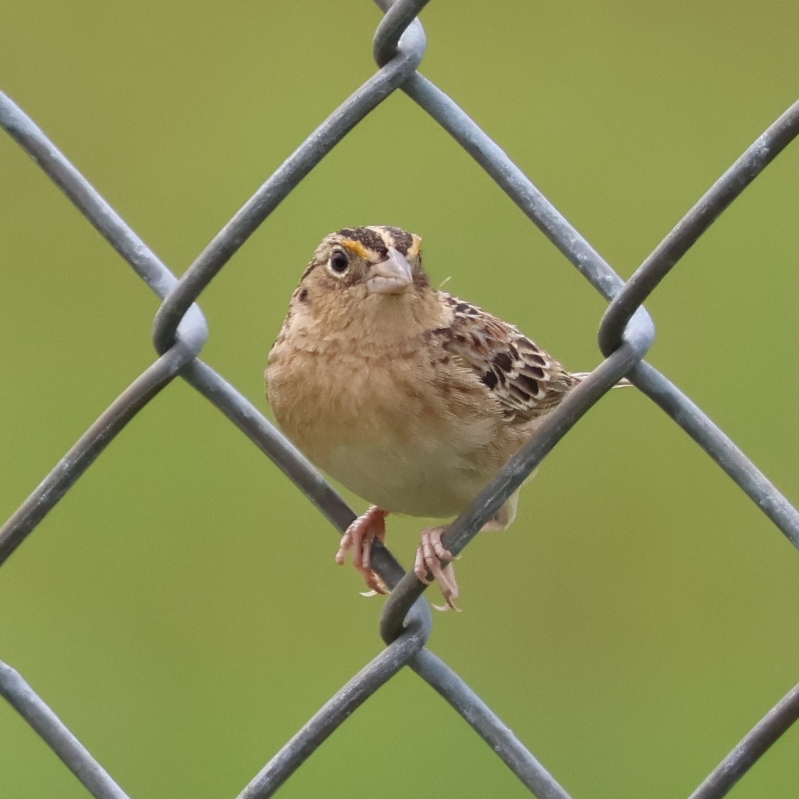 Grasshopper Sparrow - Nathan Stimson