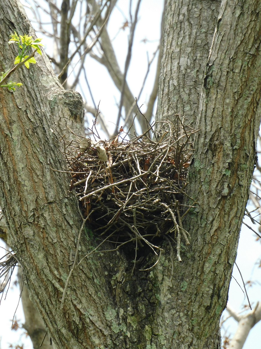 Gray Hawk - Ariel Fonseca